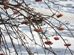 Turdus pilaris