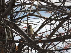 Turdus pilaris