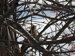 Turdus pilaris