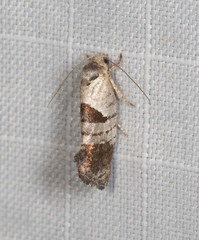 Eupselia holoxantha