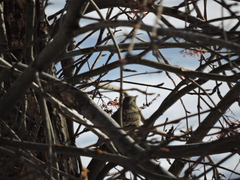 Turdus pilaris