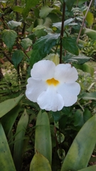 Thunbergia natalensis