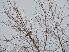 Turdus pilaris