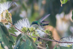 Anthracothorax prevostii