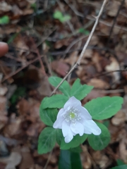 Anemonoides trifolia