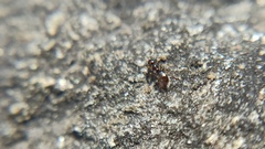 Formicoidea