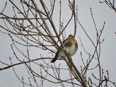 Turdus pilaris