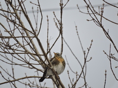 Turdus pilaris