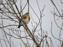 Turdus pilaris