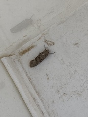 Spodoptera exigua