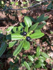 Pieris phillyreifolia