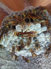Polistes buyssoni