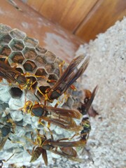 Polistes buyssoni