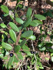 Pieris phillyreifolia