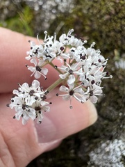 Lomatium gormanii
