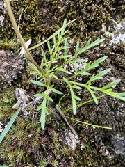 Lomatium gormanii