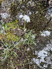 Lomatium gormanii