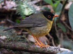 Catharus dryas
