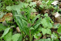 Pulmonaria longifolia