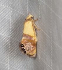 Eupselia satrapella