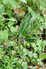 Pulmonaria longifolia