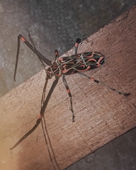 Acrocinus longimanus