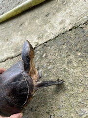 Kinosterninae