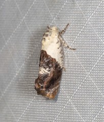 Hypertropha chlaenota