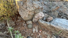 Mammillaria petrophila