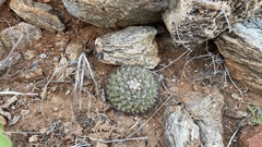 Mammillaria petrophila
