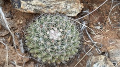 Mammillaria petrophila
