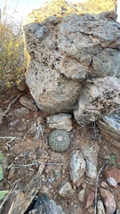 Mammillaria petrophila