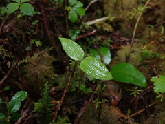 Neottia banksiana