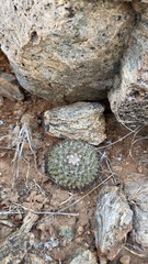 Mammillaria petrophila