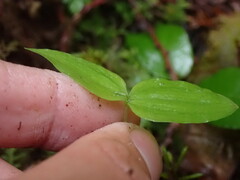 Neottia banksiana