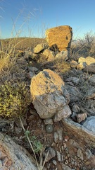 Mammillaria petrophila