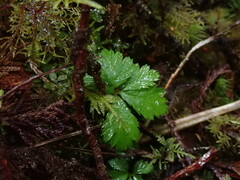 Rubus pedatus