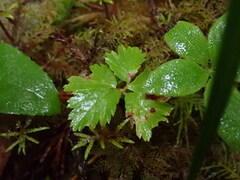 Rubus pedatus