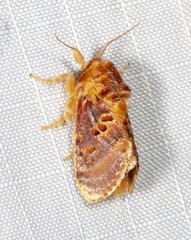 Pseudanapaea denotata