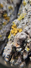 Candelaria concolor