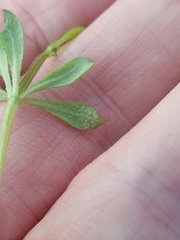 Peronospora aparines