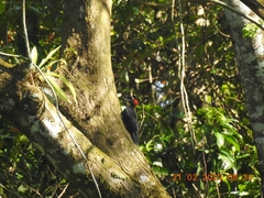 Dryocopus hodgei