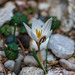 Crocus rhodensis - Photo (c) Manos Christofis, some rights reserved (CC BY-NC), uploaded by Manos Christofis