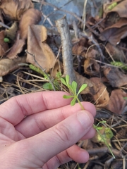Peronospora aparines