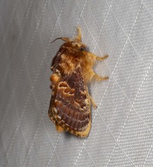 Pseudanapaea denotata