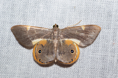 Opisthoxia