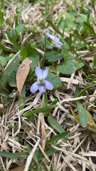 Viola missouriensis