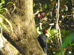 Dryocopus hodgei