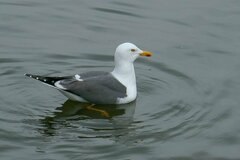 Larus fuscus graellsii