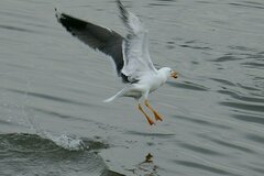 Larus fuscus graellsii